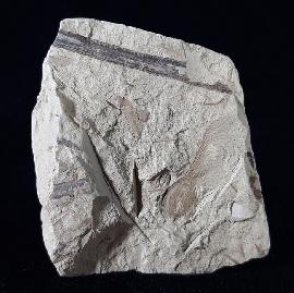 Fruchtkapsel Acer sp. (geflgelter Samen) - Bild © FossNet FossilienStore